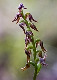 Corunastylis despectans Sharp Midge-orchid(5)